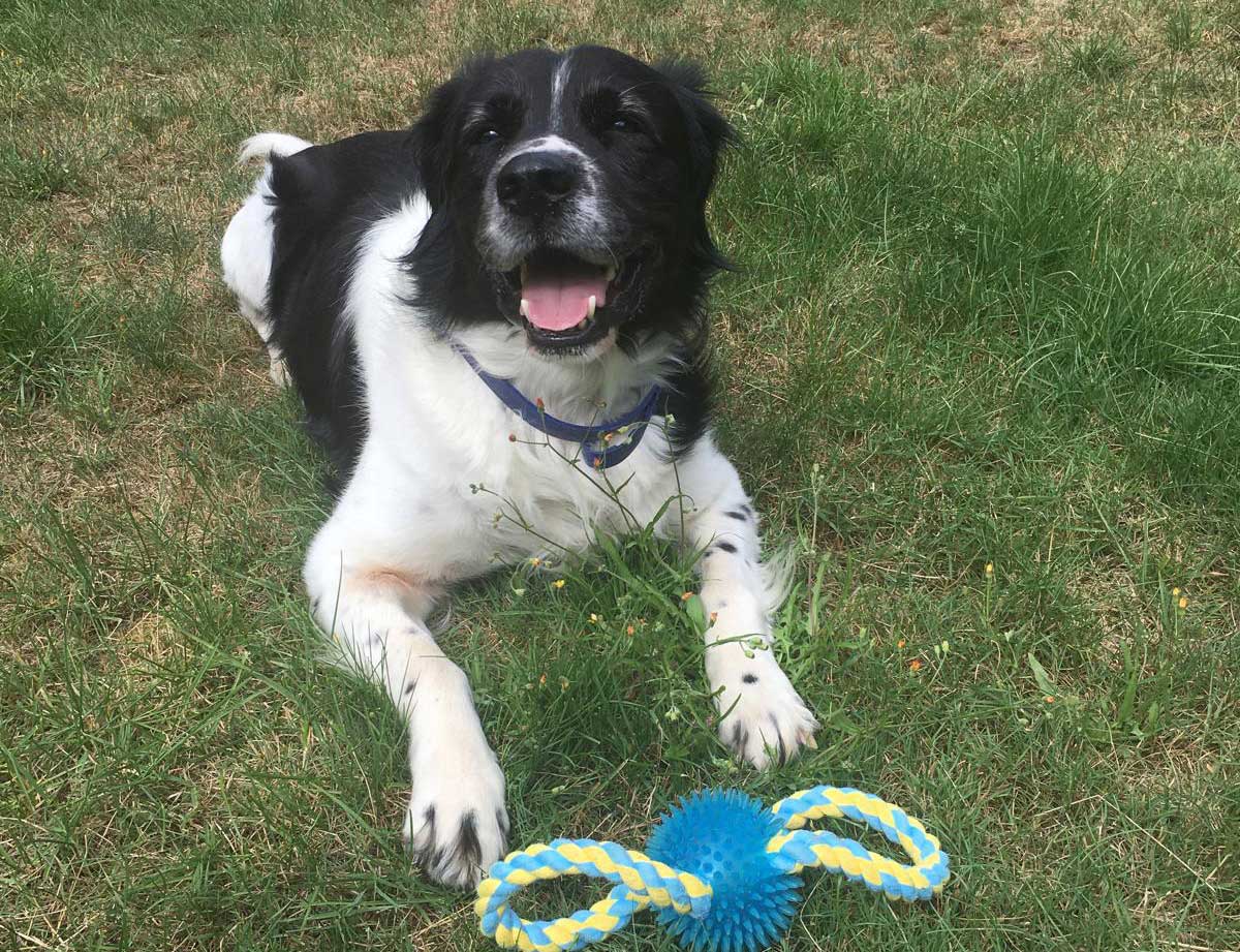 Aura- und Meridiananalysen für Mensch und Tier